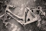 "Fahrradleiche" "Fahrradleiche"